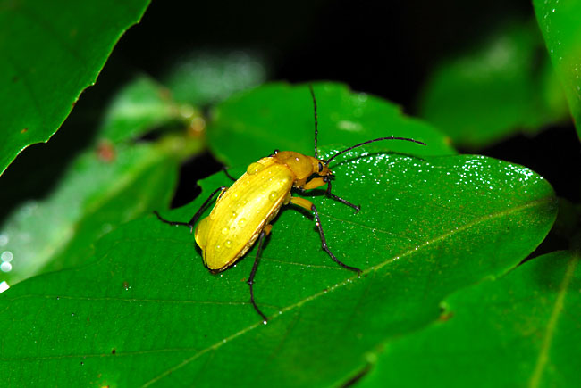 黄色の甲虫（キイロクチキムシ）