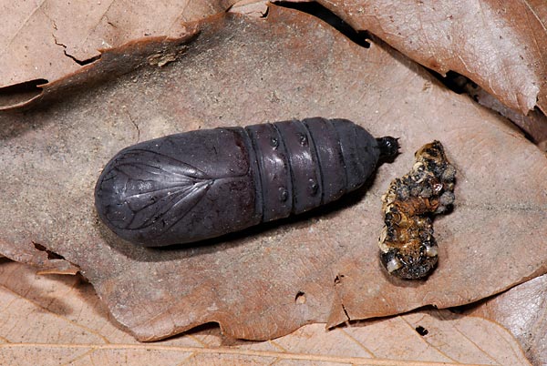 イボタガの蛹