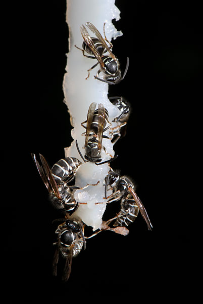 たくさん集まったクロスズメバチ