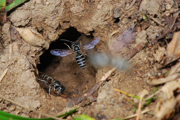 クロスズメバチの巣穴