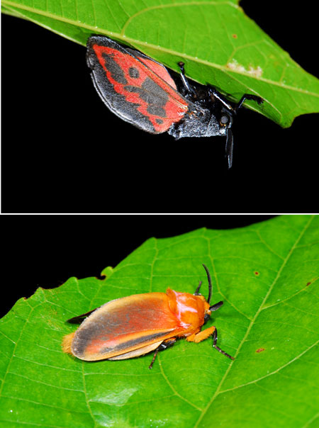 ペルー昆虫記　甲虫に似た蛾