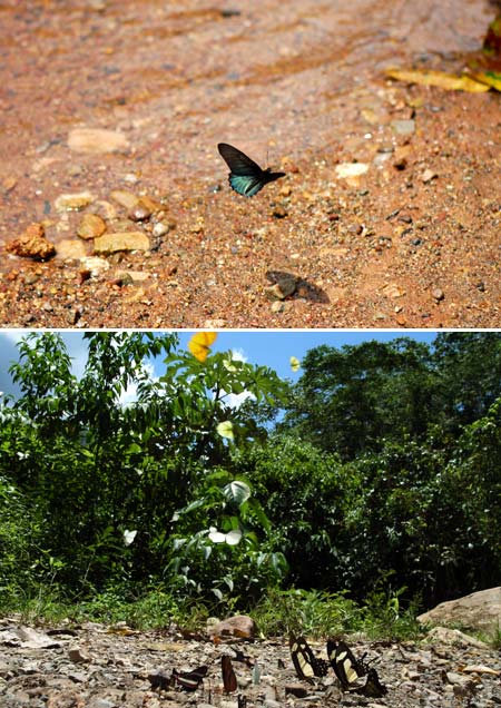 ペルー昆虫記　蝶の吸水