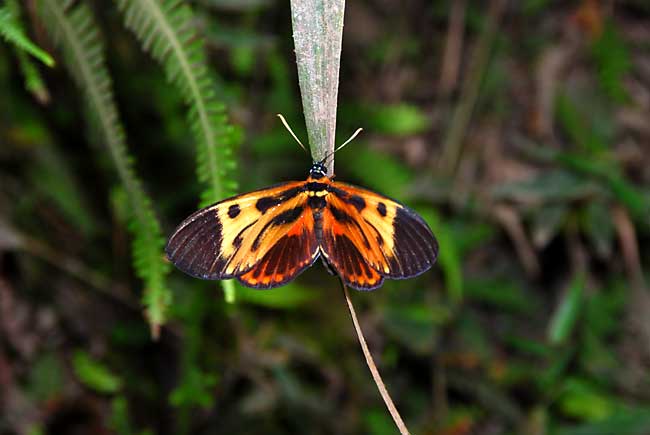 ペルー昆虫記　トンボマダラに擬態した蛾