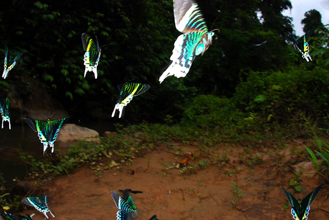 ペルー昆虫記　ウラニアツバメガの飛翔
