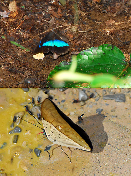 ペルー昆虫記　チョウの翅の表と裏　ルリオビタテハ