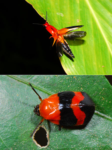 ペルー昆虫記　赤と黒の模様