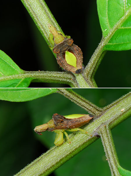 ペルー昆虫記　木の芽のようなカメムシ