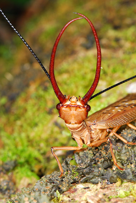 ペルー昆虫記　オオアゴヘビトンボの大顎