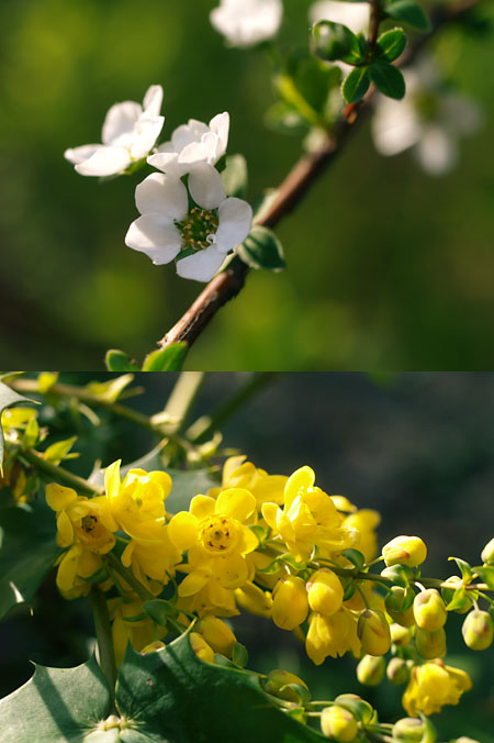 ヒイラギナンテンとユキヤナギの花
