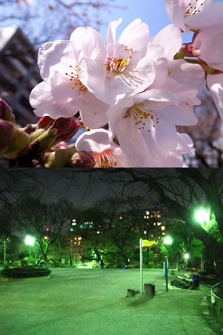 九段の桜とPIEのセミナー