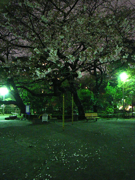 市ヶ谷の夜桜