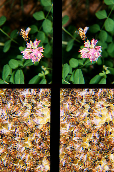 ミツバチ（立体写真館22）