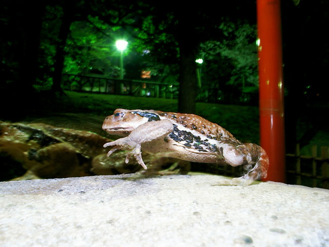 夜の公園のヒキガエル
