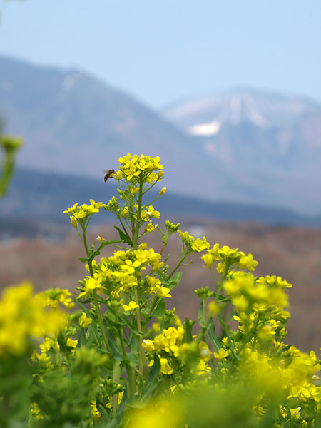 浅間山とミツバチ