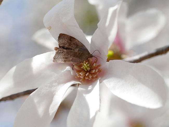 コブシの花に来たニホンセセリモドキ