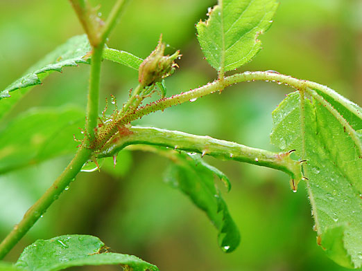 雨の中のキエダシャクの幼虫