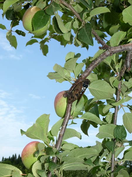 リンゴ畑でアブラゼミ