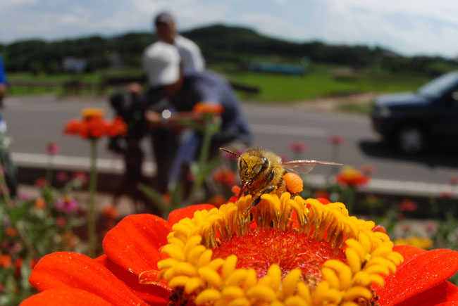 ミツバチとカメラマン