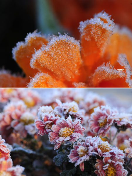 菊の花と霜