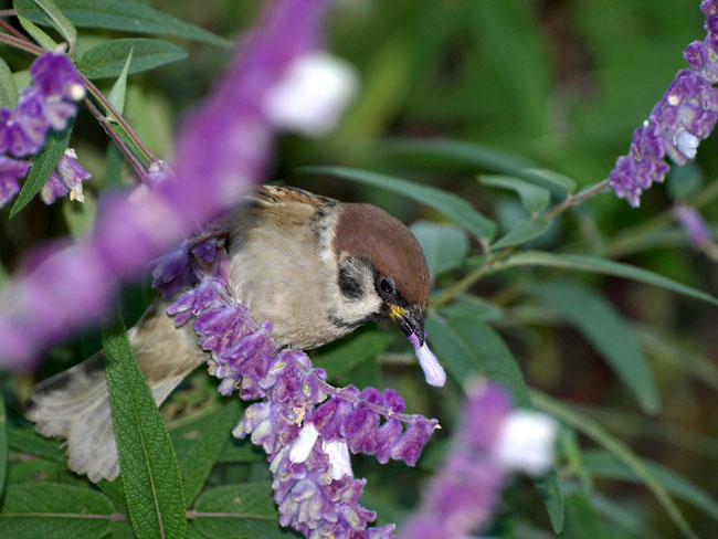 サルビアの花の蜜を吸うスズメ