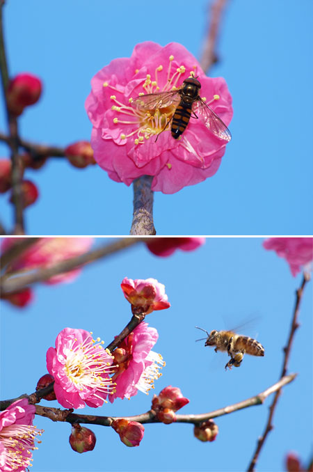 ウメの花にミツバチ