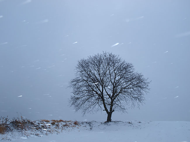 雪の中のクルミの木