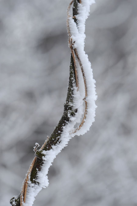 霧氷のついた枝