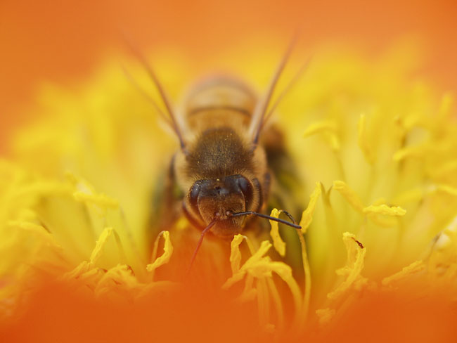 ミツバチの顔(2001　E-10）
