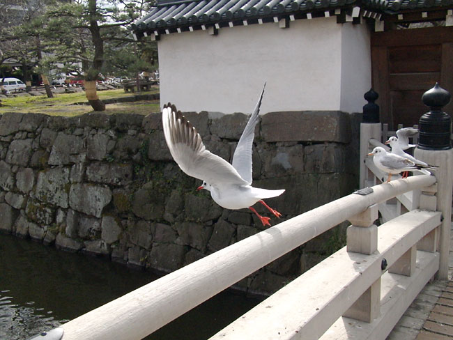 和歌山城のユリカモメ