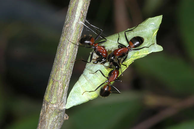 アゲハの蛹を襲うムネアカオオアリ 海野和男のデジタル昆虫記 緑のgoo