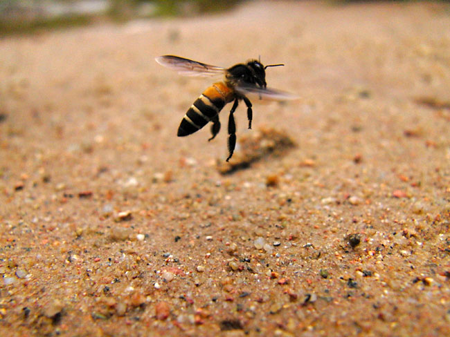 オオミツバチの飛翔