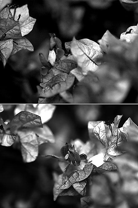 ハナカマキリの紫外線写真モノクロ