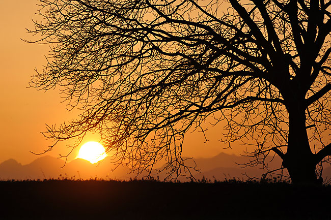 クルミの木の夕日