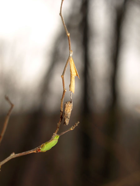 ホシミスジの幼虫の越冬巣