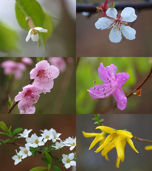 雨に濡れる庭の花（木本）