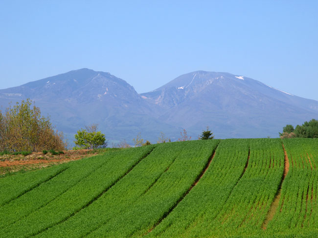 浅間山と麦畑