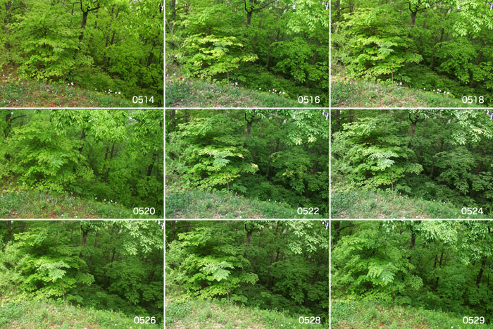 林の変化（定点撮影）