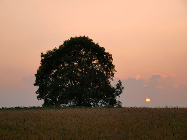 夕方のクルミの木