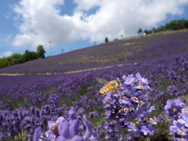 ラベンダー畑のミツバチ