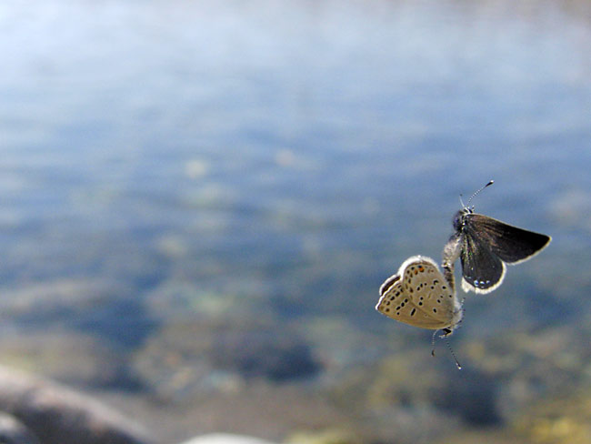 クロツバメシジミの交尾飛翔