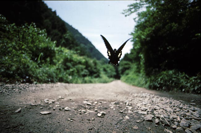 「蝶の道」大阪展