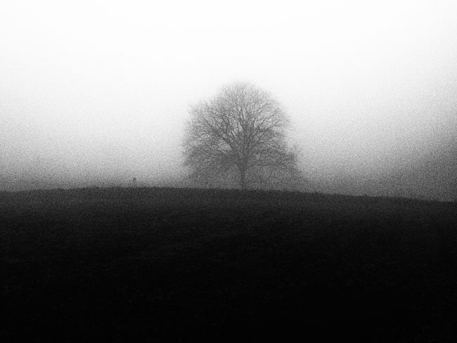 霧の中のクルミの木