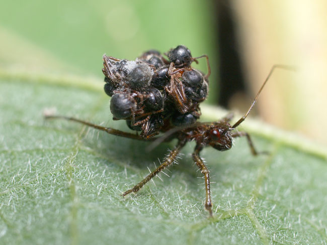 アリを背負うカメムシ
