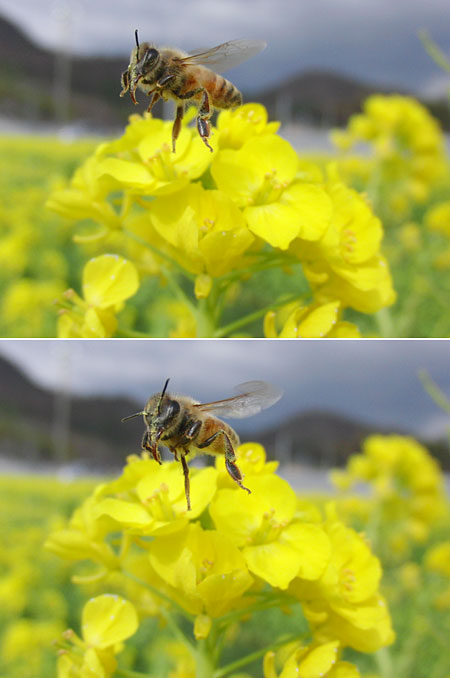ミツバチの飛翔