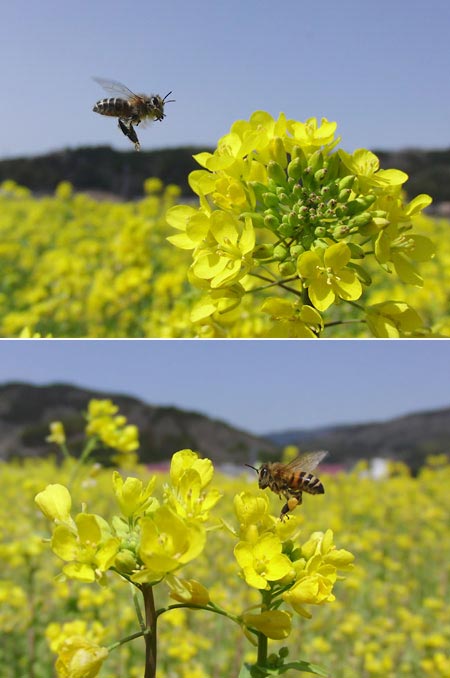 ニホンミツバチとセイヨウミツバチ