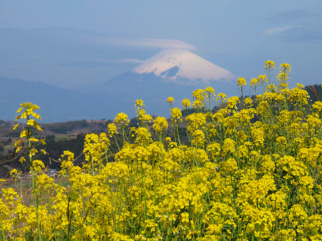 富士山と菜の花