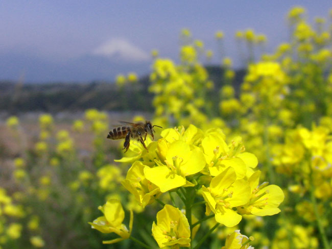 富士山バックのミツバチ