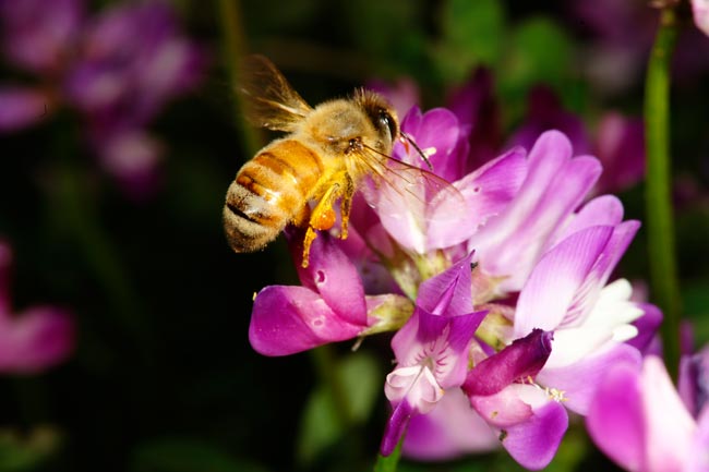 ミツバチとレンゲの花