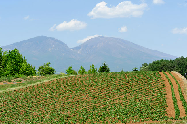 浅間山とジャガイモ畑