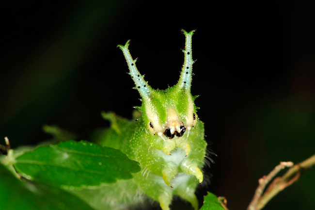 オオムラサキの幼虫はそろそろ蛹に